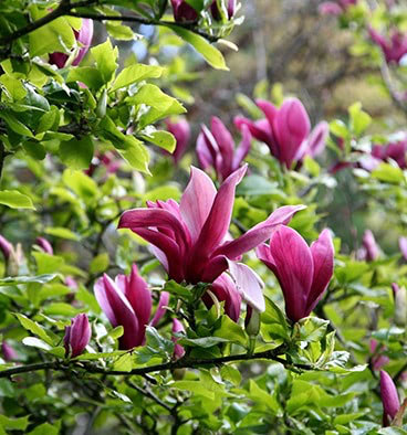 Магнолия лилиецветная Нигра 🌿 по выгодной цене в Москве - купить саженцымагнолии liliiflora Nigra в питомнике «Зеленый Рай»