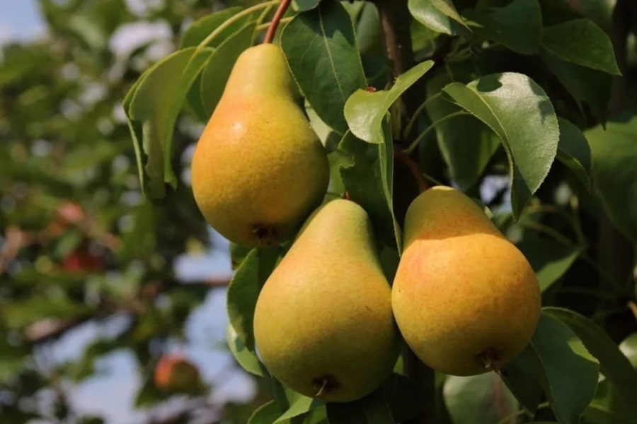 8 лучших плодовых деревьев для Подмосковья - особенности и рекомендации повыбору