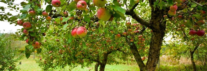 8 лучших плодовых деревьев для выращивания в условиях климата Подмосковья