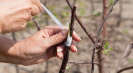 Правильная прививка плодовых деревьев