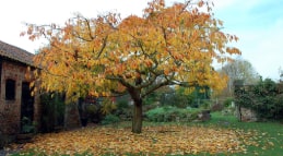 Посадка плодовых деревьев осенью