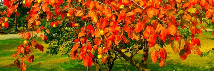 Посадка деревьев осенью: сроки, плюсы и минусы
