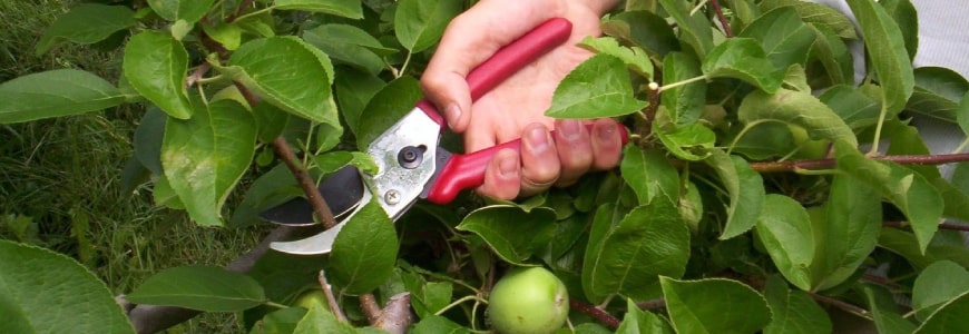 Подробный пример обрезки яблони
