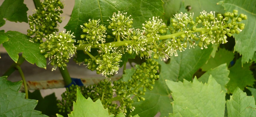 Уход за саженцами винограда весной в открытом грунте