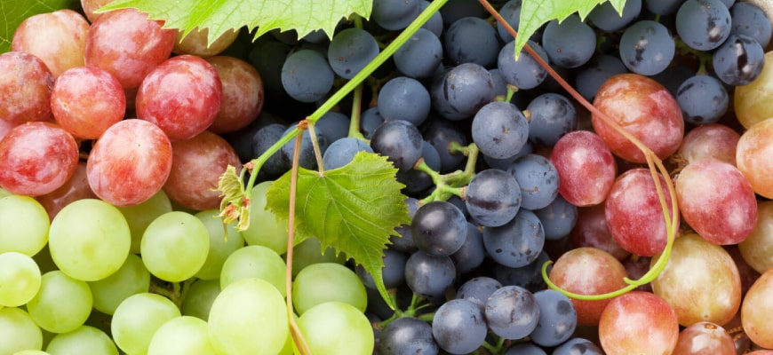 Выбор сорта винограда