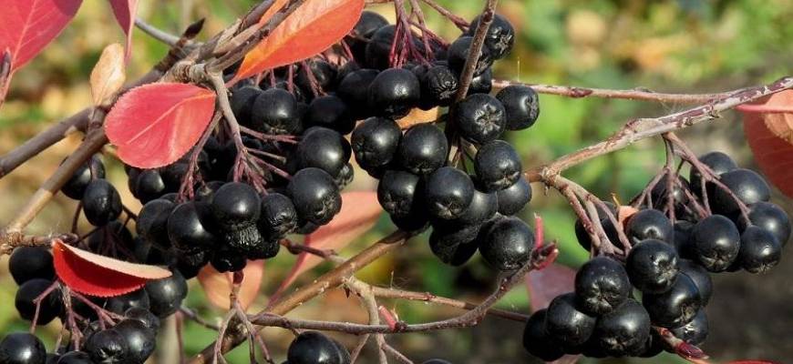 Черноплодная рябина - польза и вред для здоровья, свойства растения