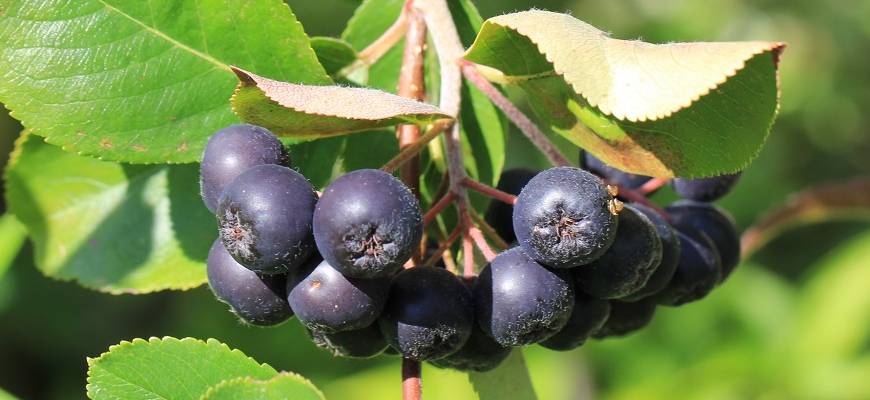 Черноплодная рябина - польза и вред для здоровья, свойства растения
