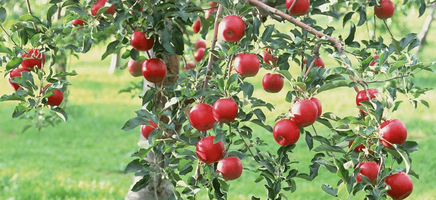 Спелые яблоки