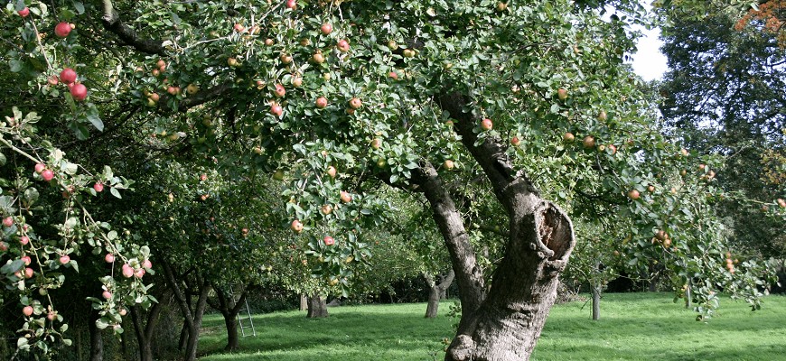 Уход за яблоней