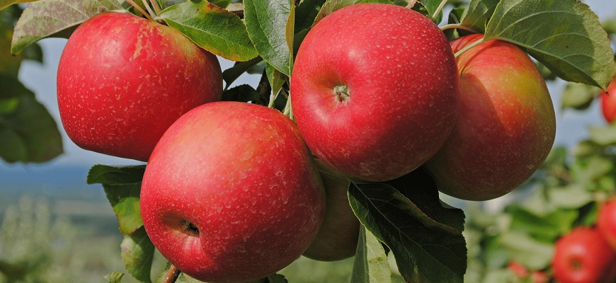 Как вырастить яблоню из семечка | Питомник Зеленый рай
