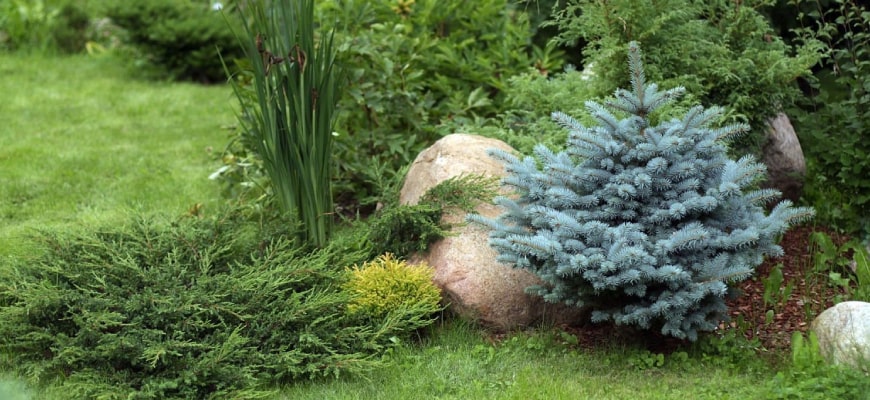 Голубая ель в ландшафтном дизайне: фото и описание | Питомник Зеленый рай