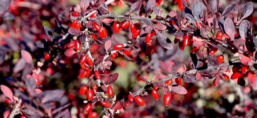 Барбарис с красными листьями