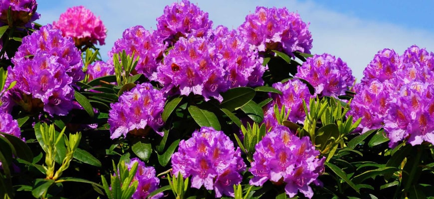 Фиолетовый рододендрон