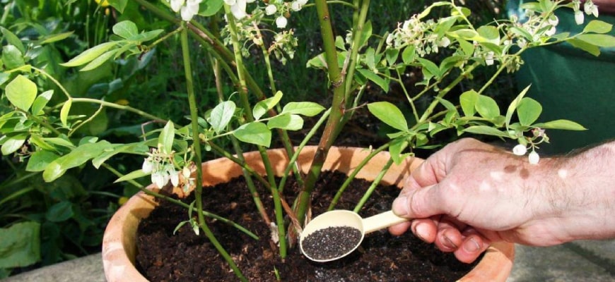 Как посадить и ухаживать за чубушником